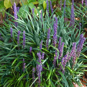 Blue Liriope Plant